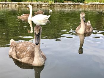 Duck swimming on lake