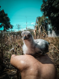 Close-up of a bird on a hand