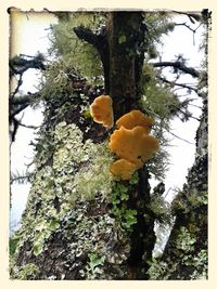 Low angle view of tree trunk