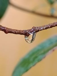 Close-up of water drops on twig