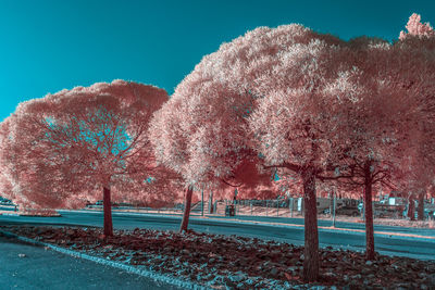 View of cherry trees by road against sky