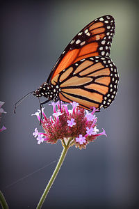 Close-up of butterfly pollinating on pink flower