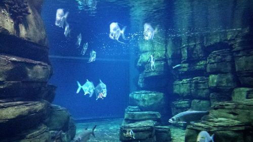 People swimming in aquarium