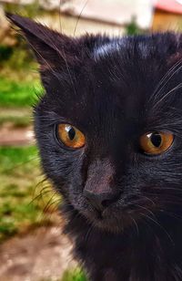 Close-up portrait of black owl