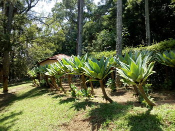 Plants growing on tree