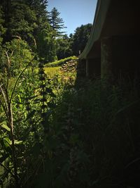 Plants growing in forest