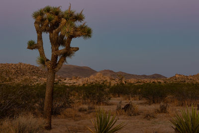 Trees on desert against sky