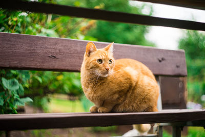 Ginger cat sitting on bench