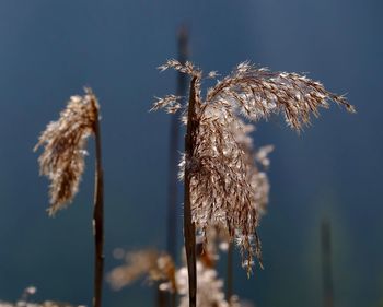 Close-up of plant against blurred background