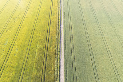 Scenic view of agricultural field