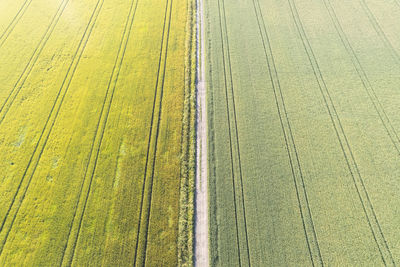 Scenic view of agricultural field