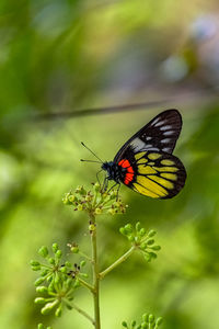 Close-up of butterfly pollinating flower