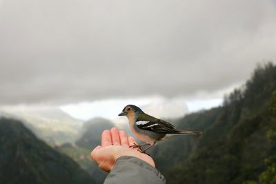 Low angle view of bird perching on hand against sky