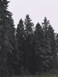 Trees in forest