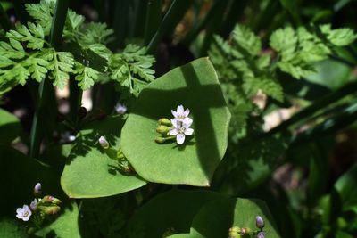 Close-up of flowering plants