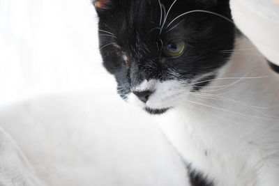 Close-up of cat looking away