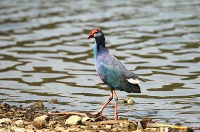 Bird perching on a lake