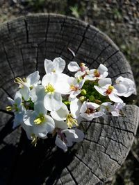 Close-up of white flowers on tree