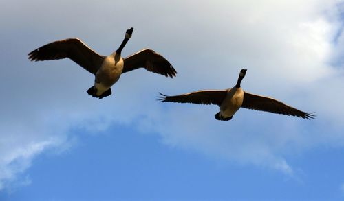 Low angle view of bird flying in sky