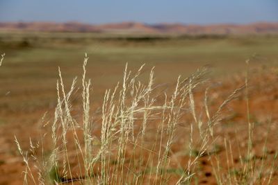 grassland