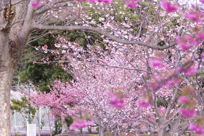 Pink cherry blossoms in park