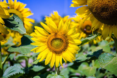 Close-up of yellow flowering plant