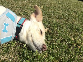 High angle view of dog lying on grass