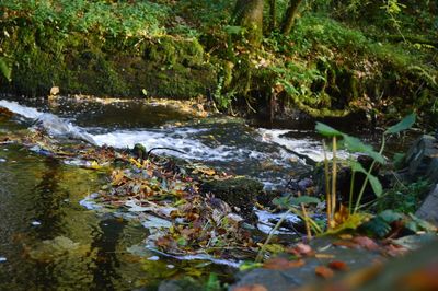 Stream flowing through forest