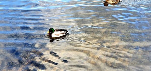 High angle view of bird swimming in lake