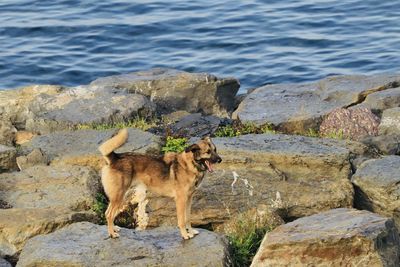 Dog standing on rock against water