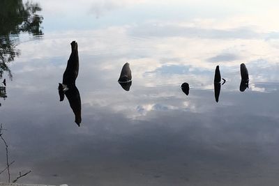 Birds flying over lake against sky