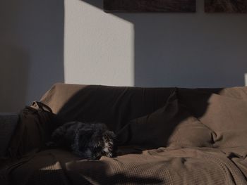 Cat relaxing on sofa