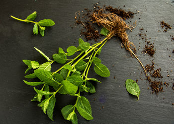 High angle view of leaves on table