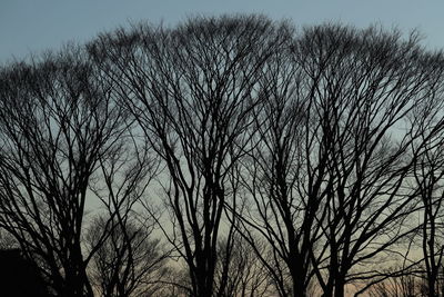 Low angle view of bare trees against clear sky