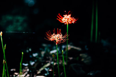 Close-up of flower plant at night