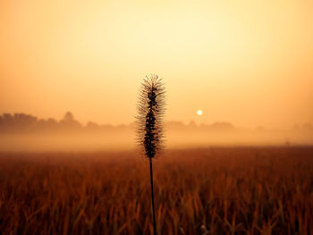 Close-up of stalks in field against sky during sunset