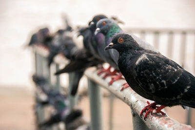 Close-up of pigeons perching on railing