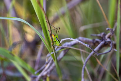 Close-up of insect on grass