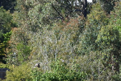 View of trees in forest