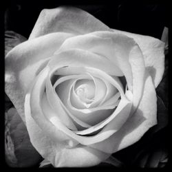 Close-up of rose