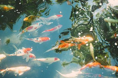 Fish swimming in pond