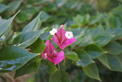 Close-up of pink flowering plant