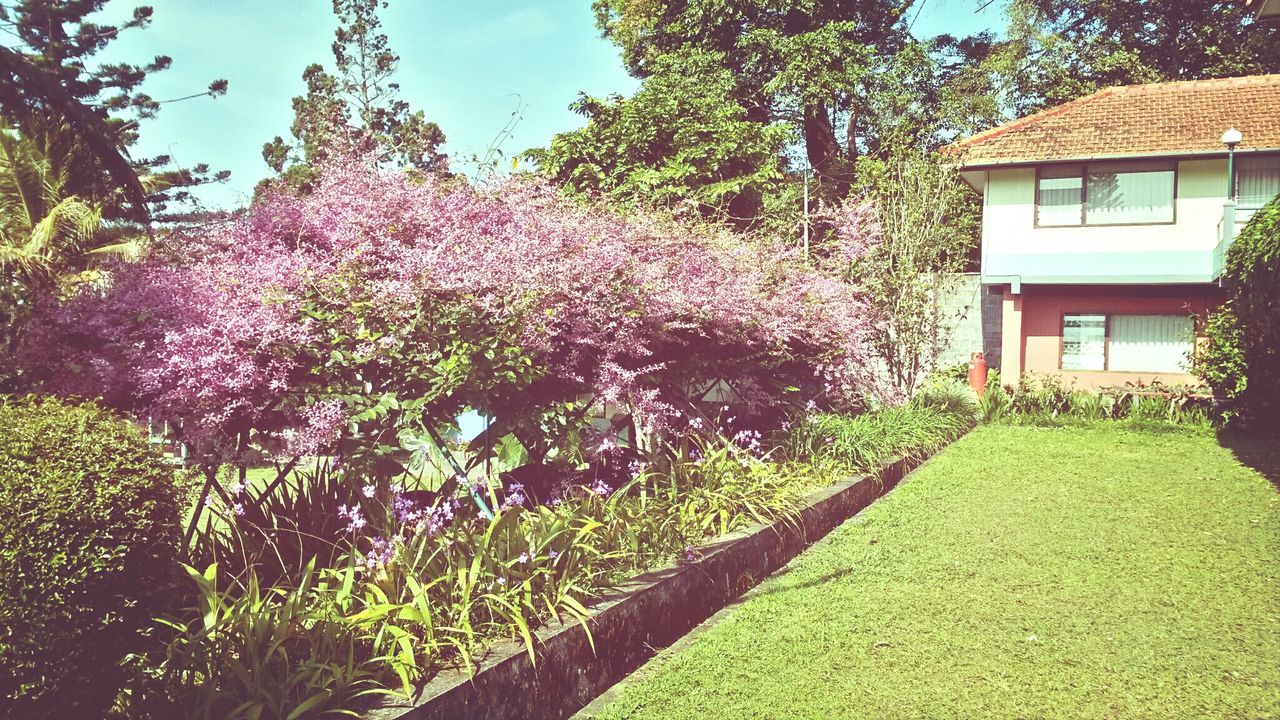 tree, building exterior, built structure, growth, architecture, flower, house, plant, clear sky, nature, grass, sunlight, green color, beauty in nature, day, freshness, residential structure, outdoors, growing, no people