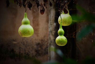 Close-up of fruits hanging on tree