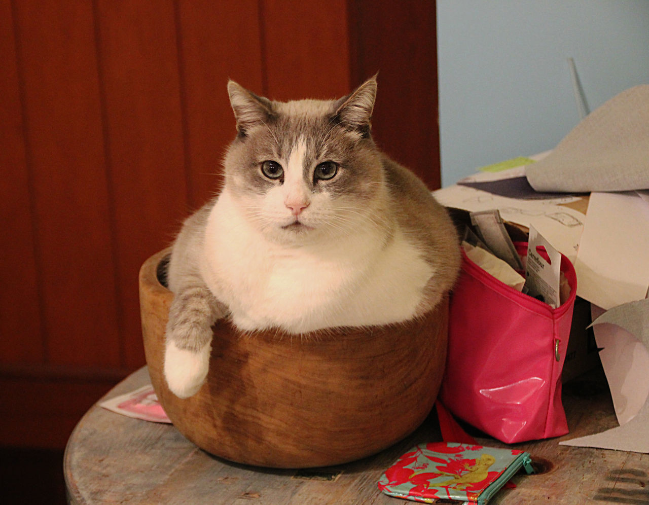 indoors, domestic cat, pets, mammal, domestic animals, looking at camera, no people, portrait, animal themes, close-up, day