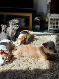 Dogs relaxing on rug at home