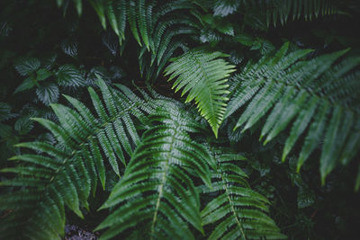 Full frame shot of palm tree leaves