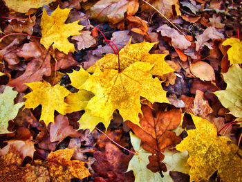 High angle view of maple leaves