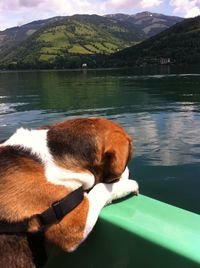 Dog on lake by mountain against sky