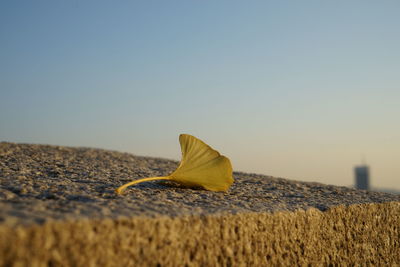 Close-up of leaf against clear sky